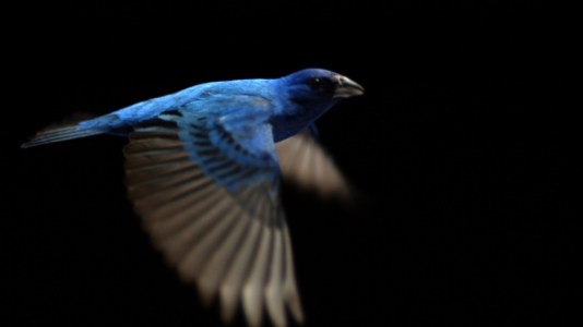 The Messenger (2015) - Indigo bunting