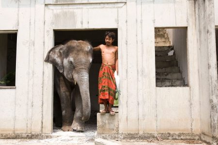 When Elephants Were Young - Nong Mai, Wok